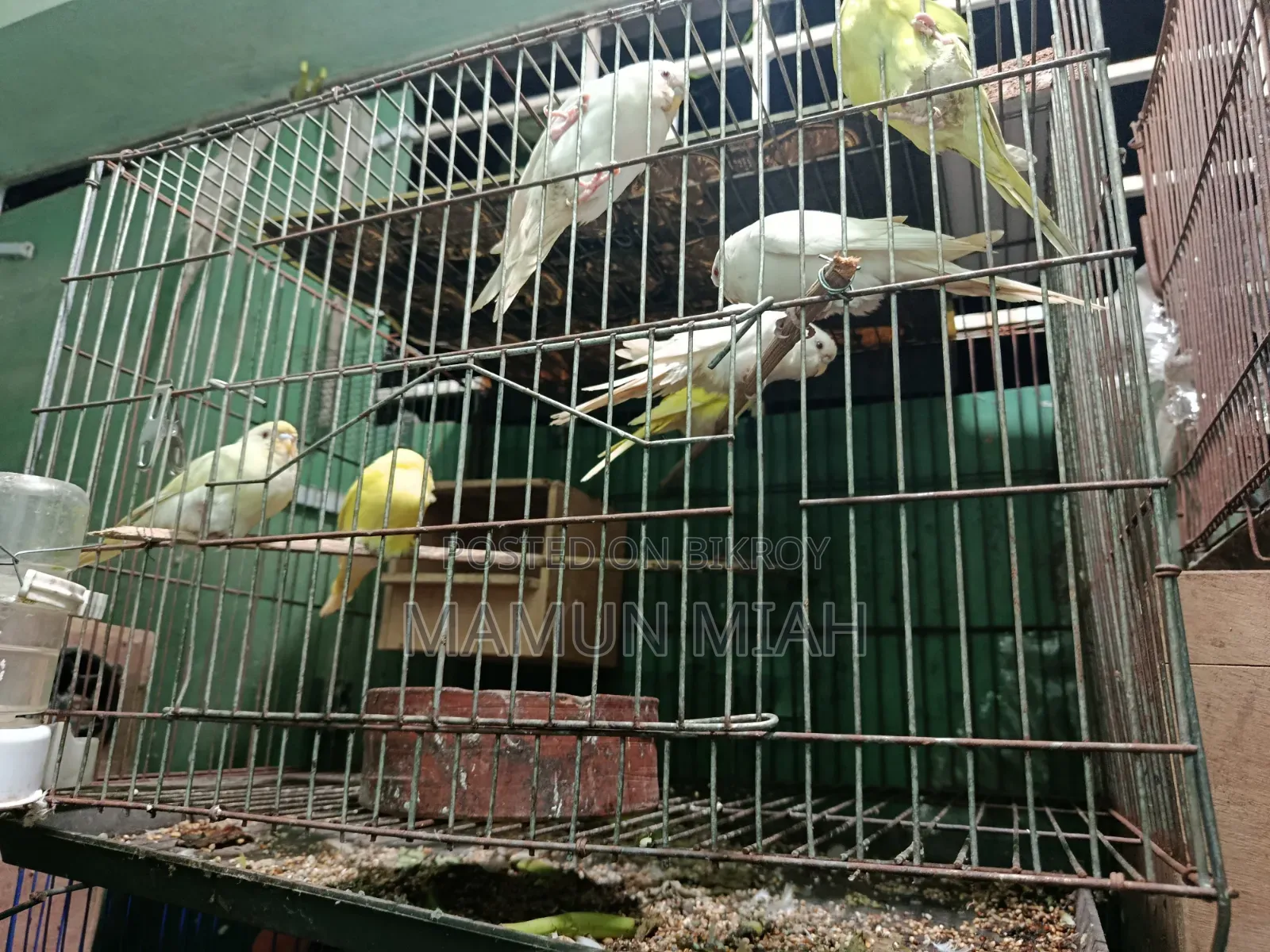 Full-Adult Budgie