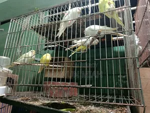 Full-Adult Budgie