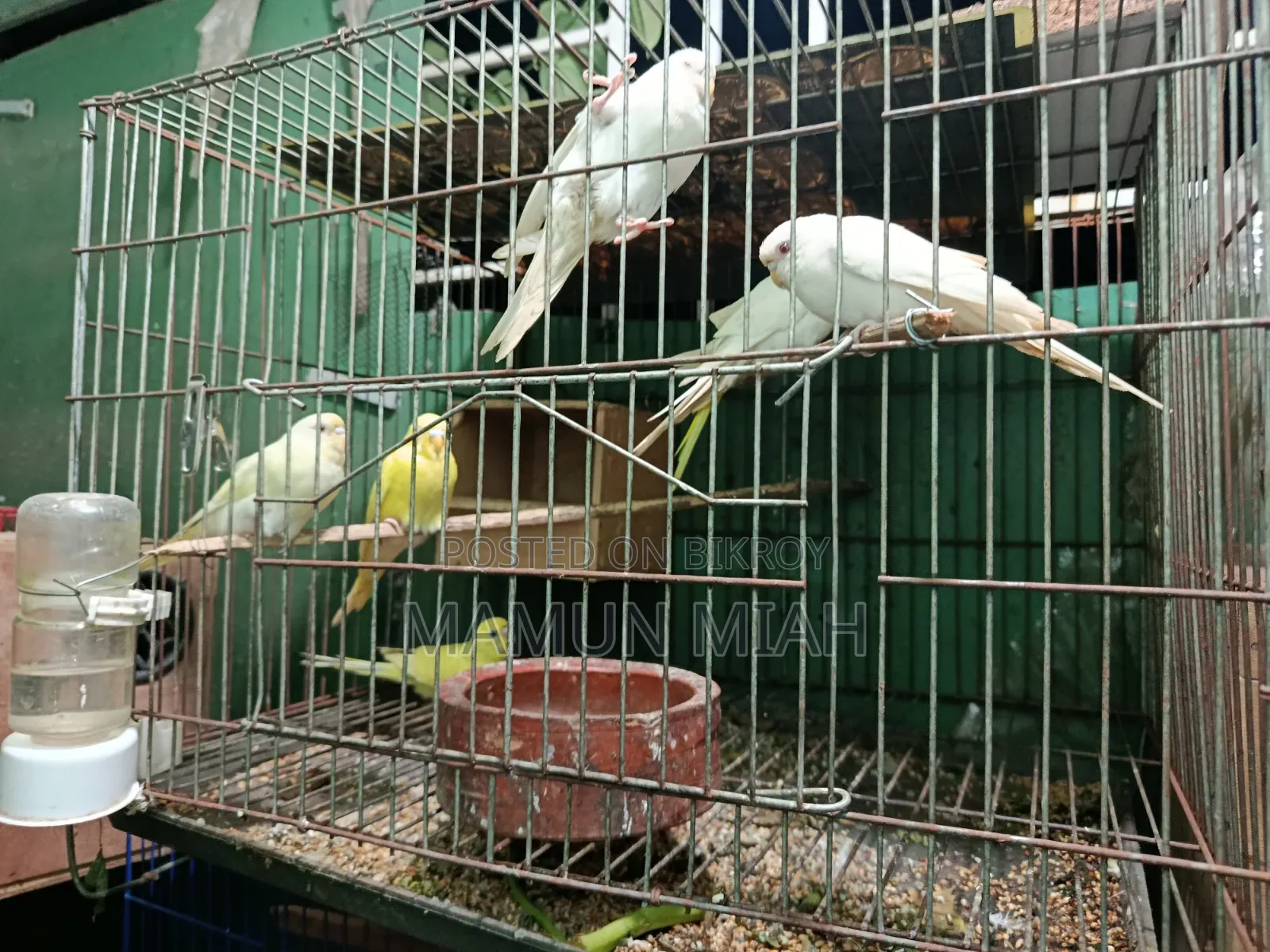 Full-Adult Budgie