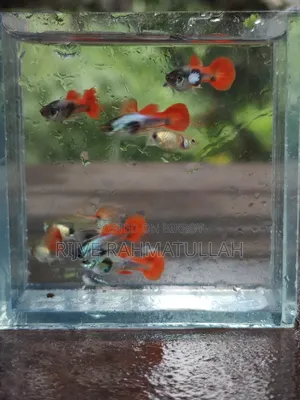 RTP Fish for Sale