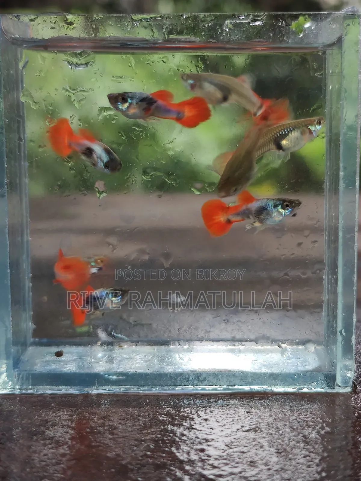 RTP Fish for Sale