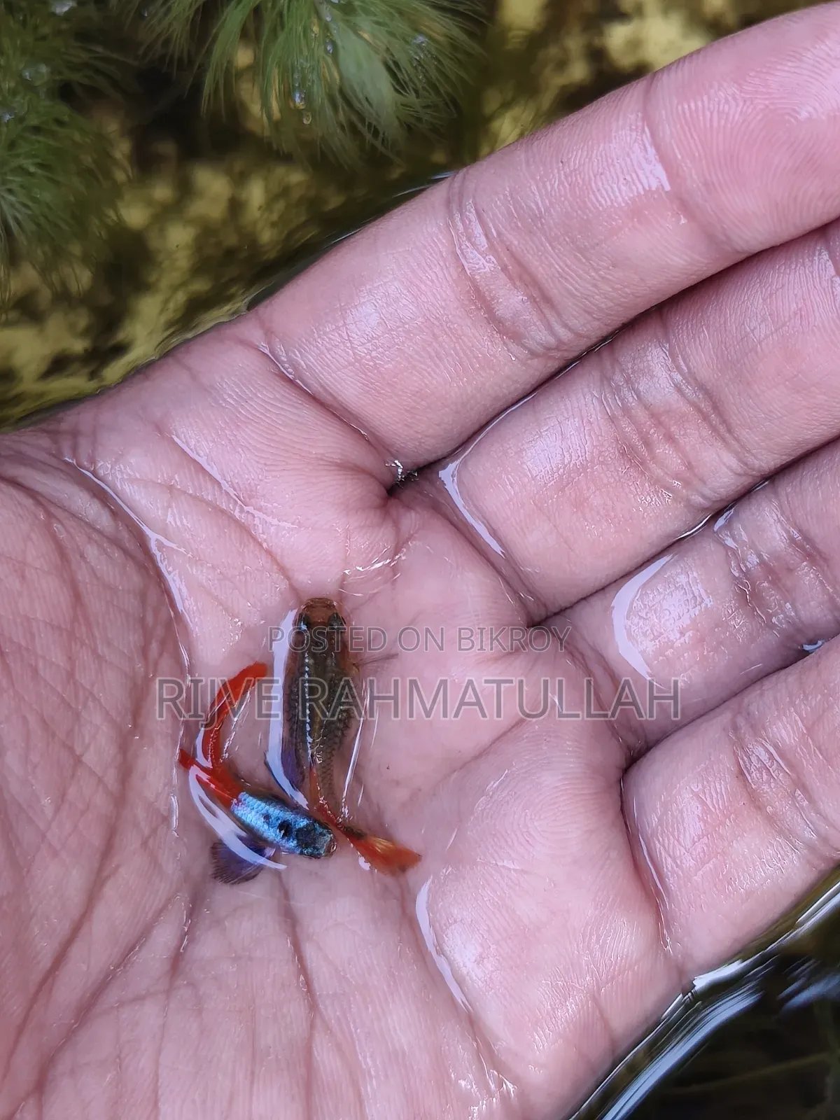RTP Fish for Sale