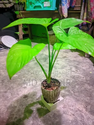 Indor Plant