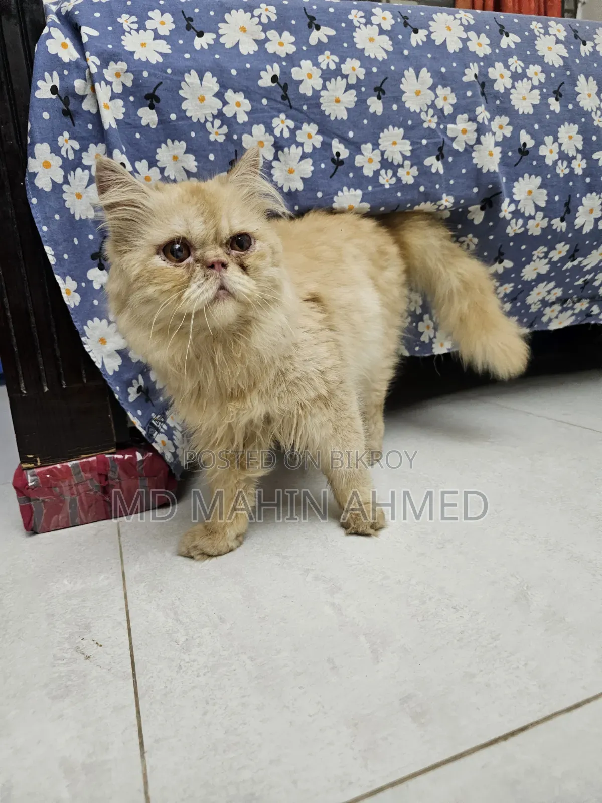 6-12 months Male Purebred Persian