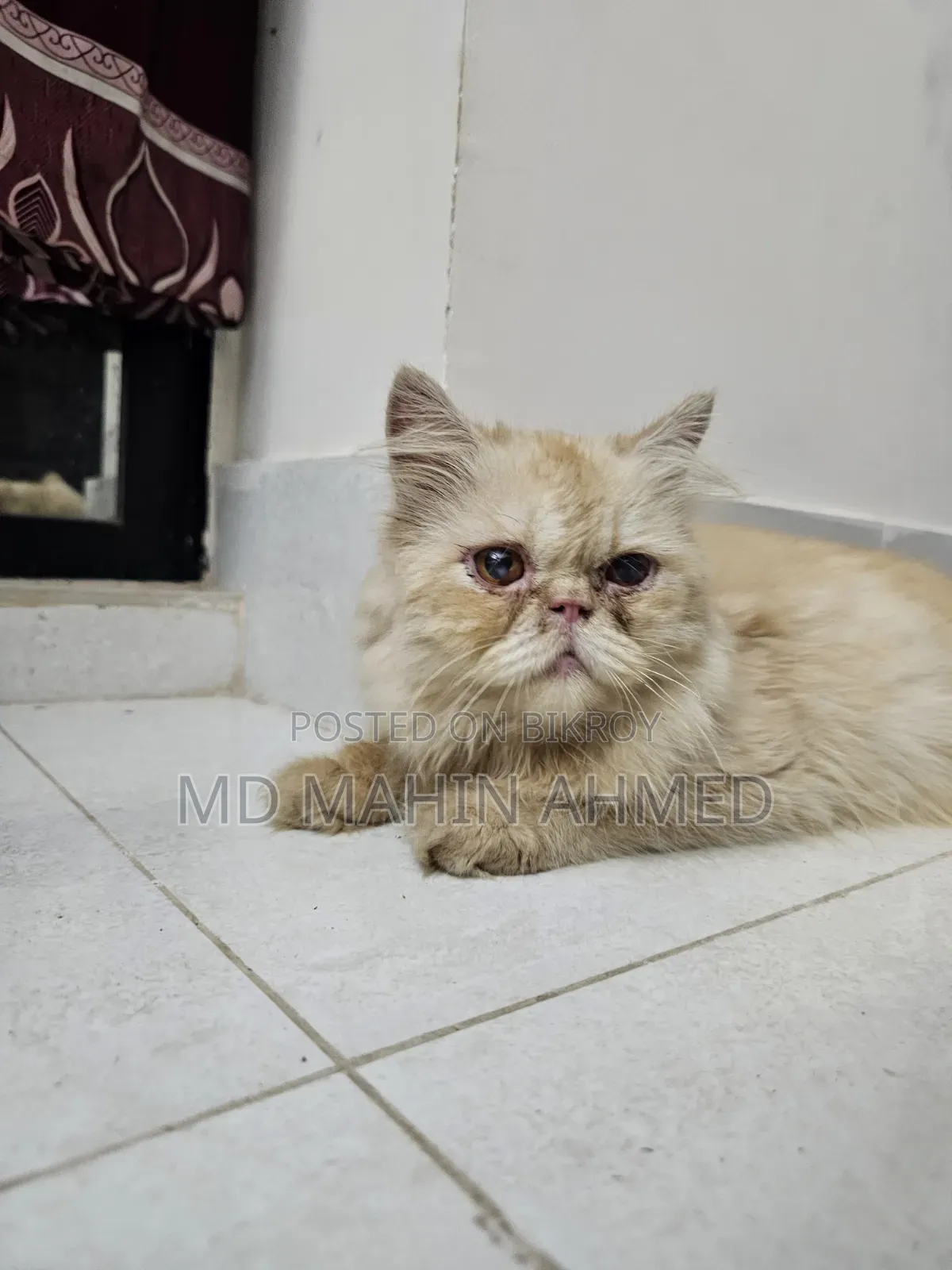 6-12 months Male Purebred Persian