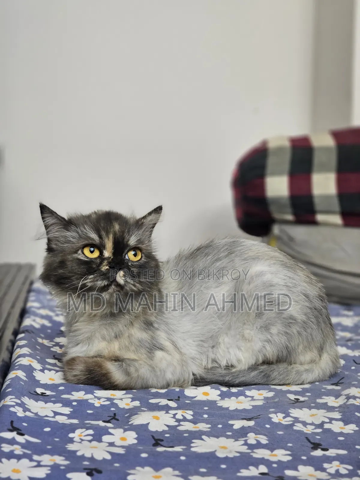 6-12 months Male Purebred Persian