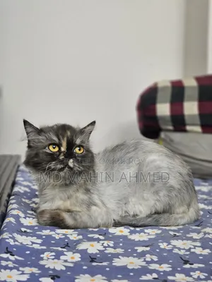 6-12 months Male Purebred Persian