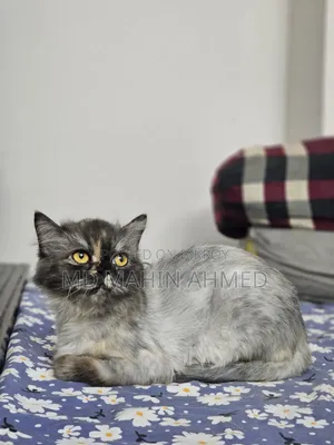 6-12 months Male Purebred Persian