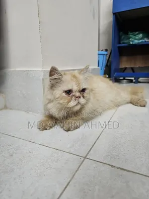 6-12 months Male Purebred Persian