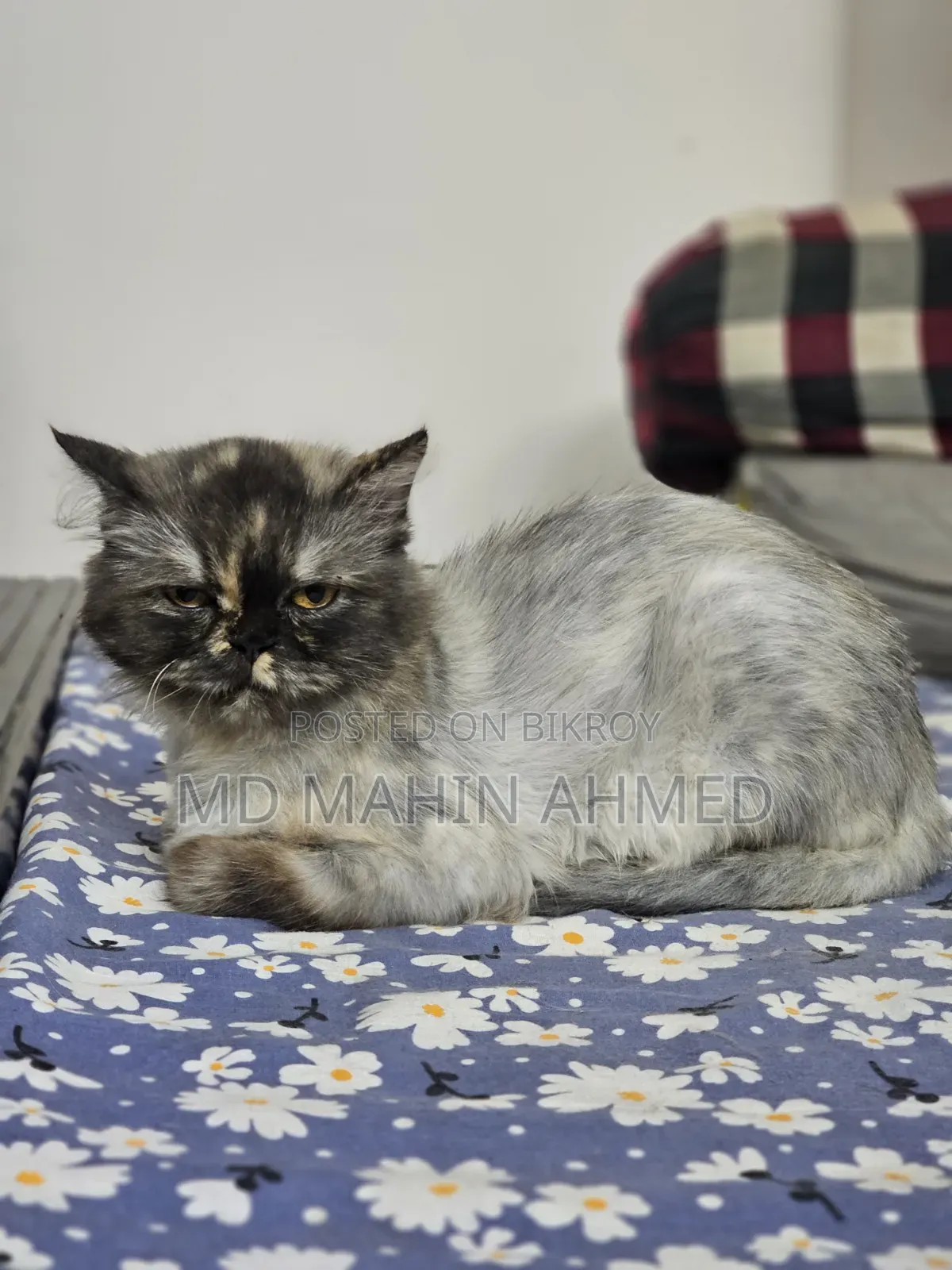 6-12 months Male Purebred Persian