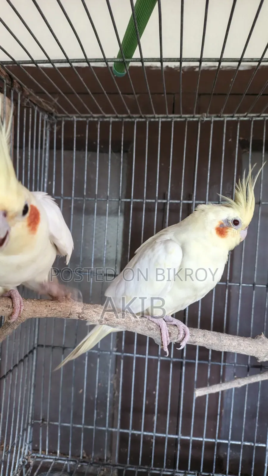 Adult Running Lutino Cockatiel Pair. (Full Setup + Seedmix + Medicine)