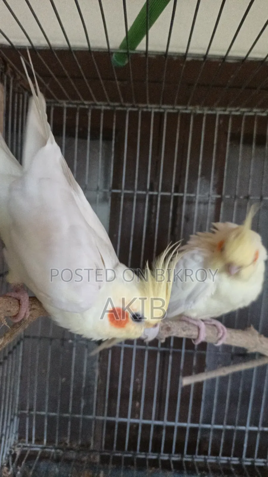 Adult Running Lutino Cockatiel Pair. (Full Setup + Seedmix + Medicine)