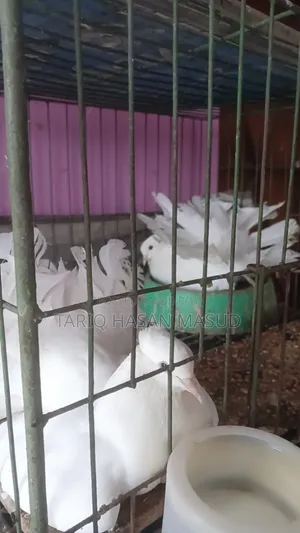 লক্ষা কবুতর মেল