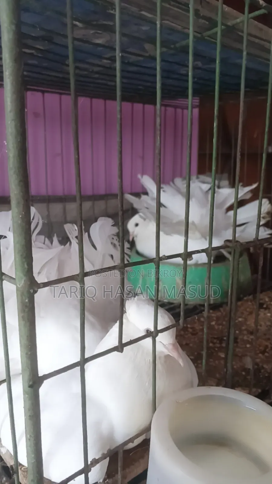 লক্ষা কবুতর মেল