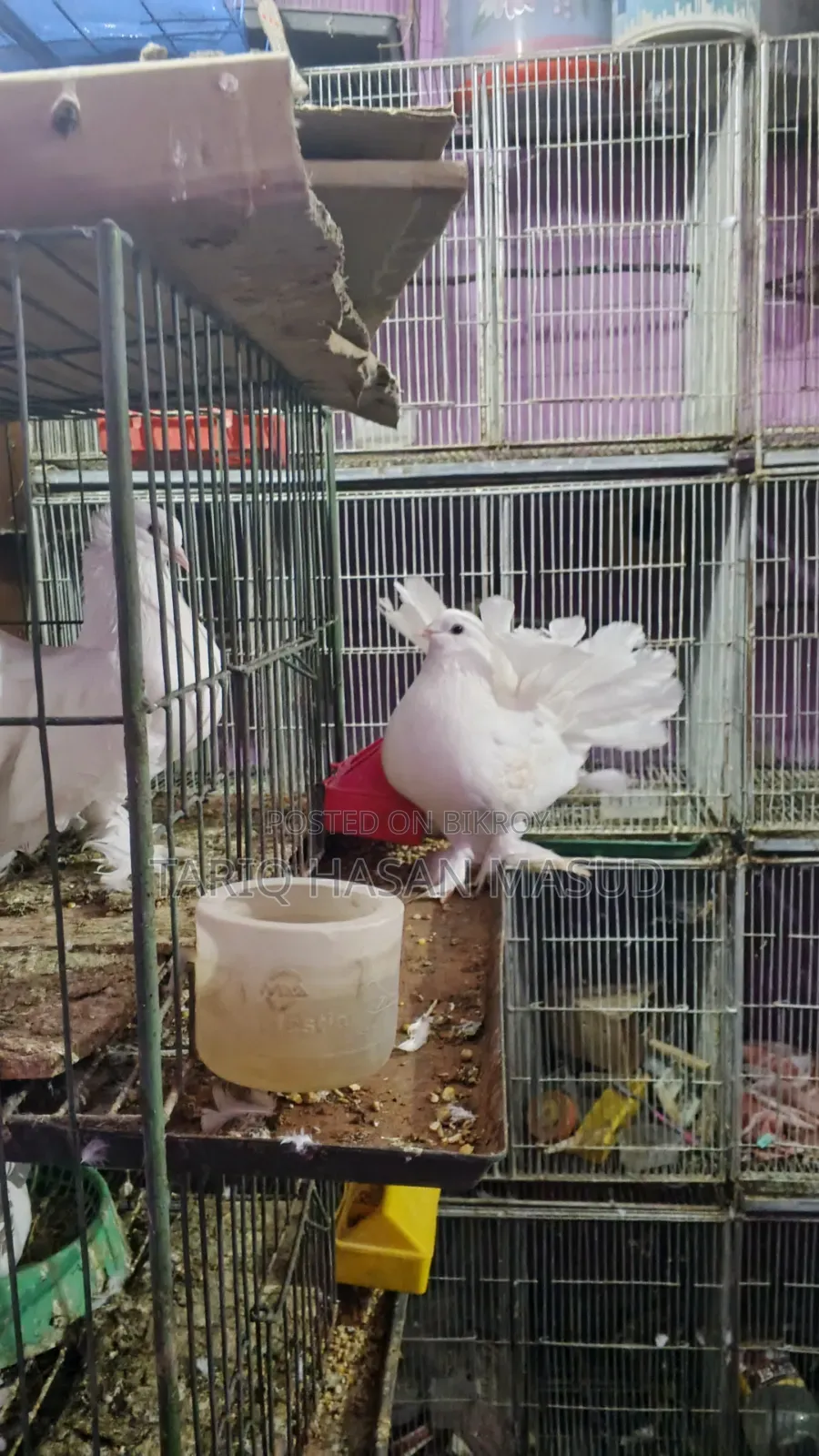 লক্ষা কবুতর মেল