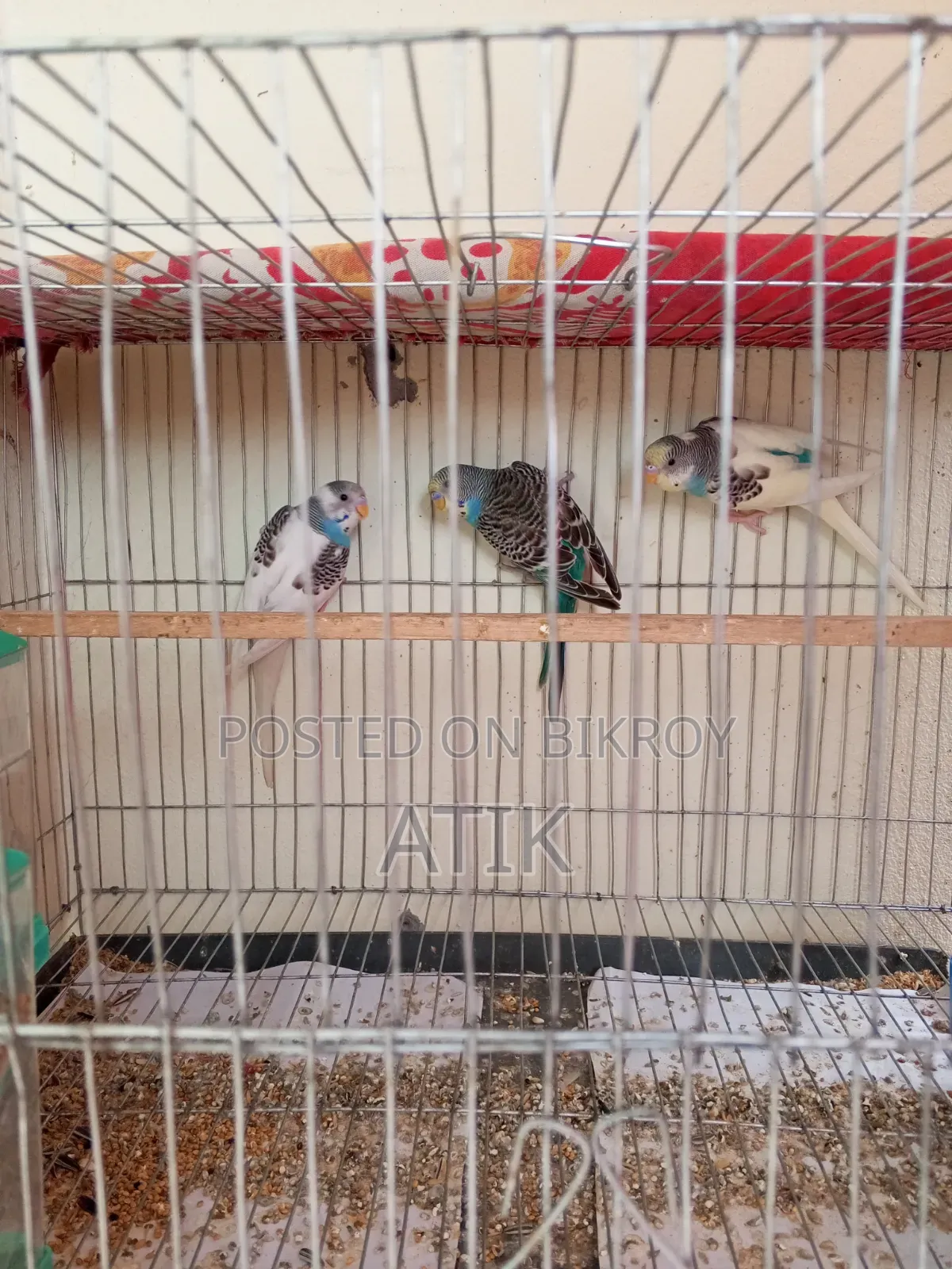 3 Pieces Single Adult Budgerigar Birds