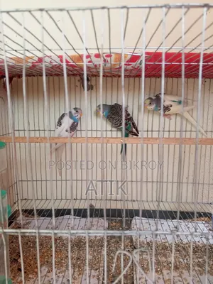 3 Pieces Single Adult Budgerigar Birds