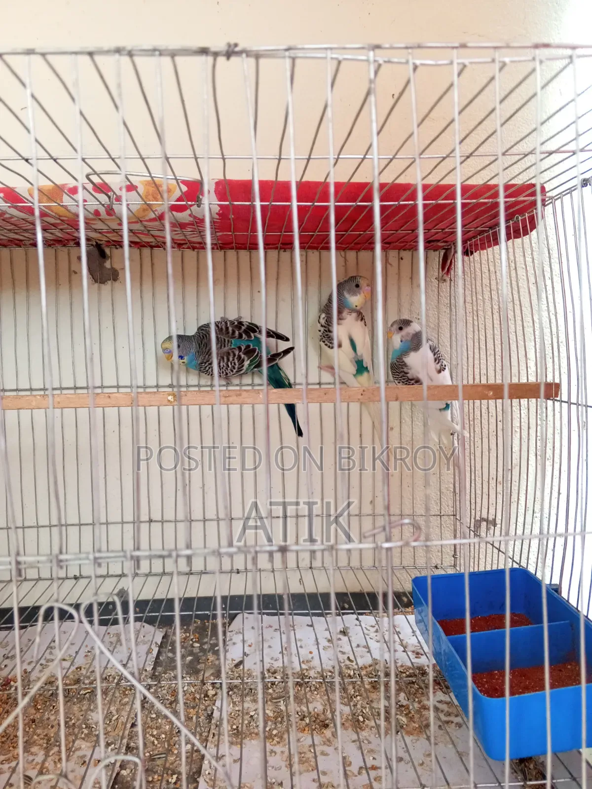 3 Pieces Single Adult Budgerigar Birds