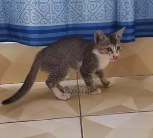 1-3 months Male Purebred Cat