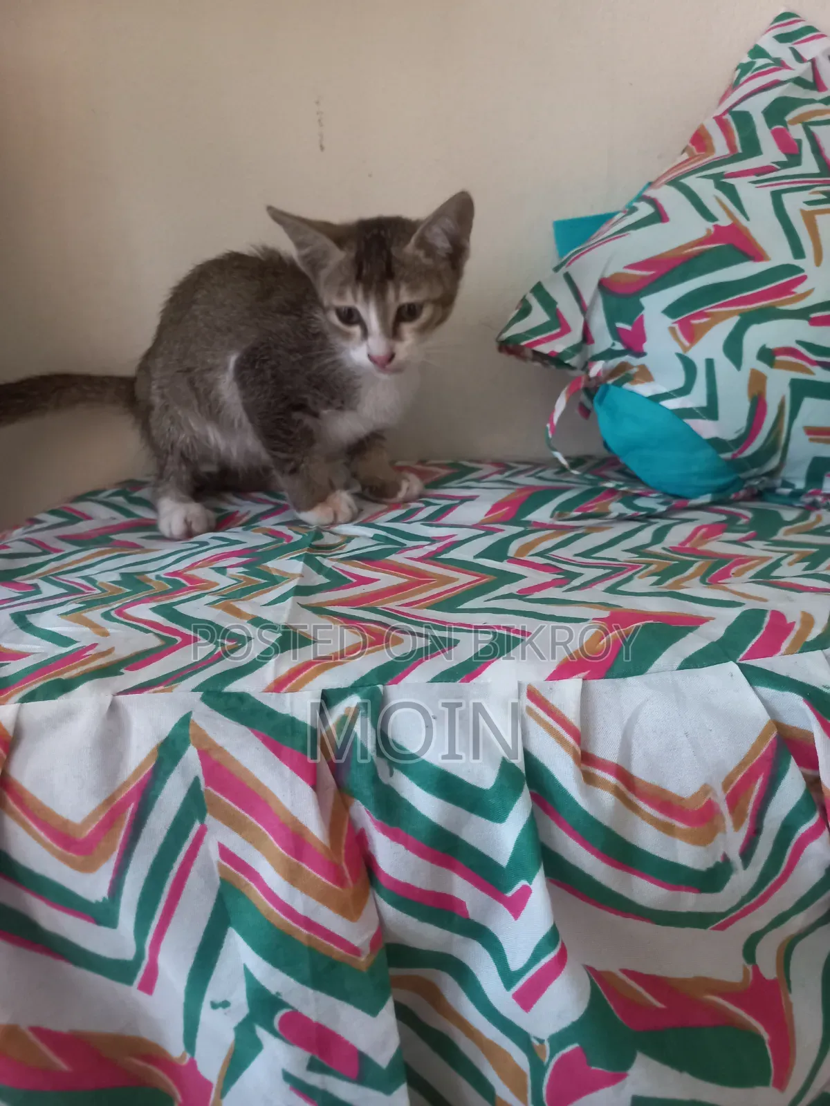 1-3 months Male Purebred Cat