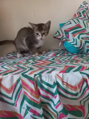1-3 months Male Purebred Cat
