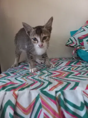 1-3 months Male Purebred Cat