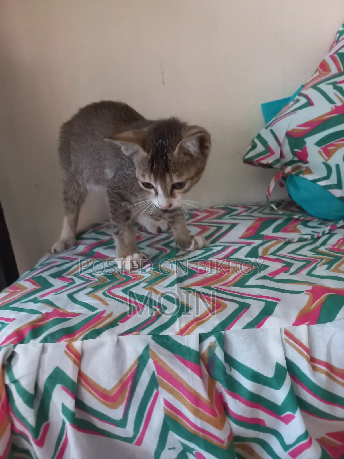 1-3 months Male Purebred Cat