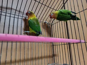 Green Opaline Love Bird