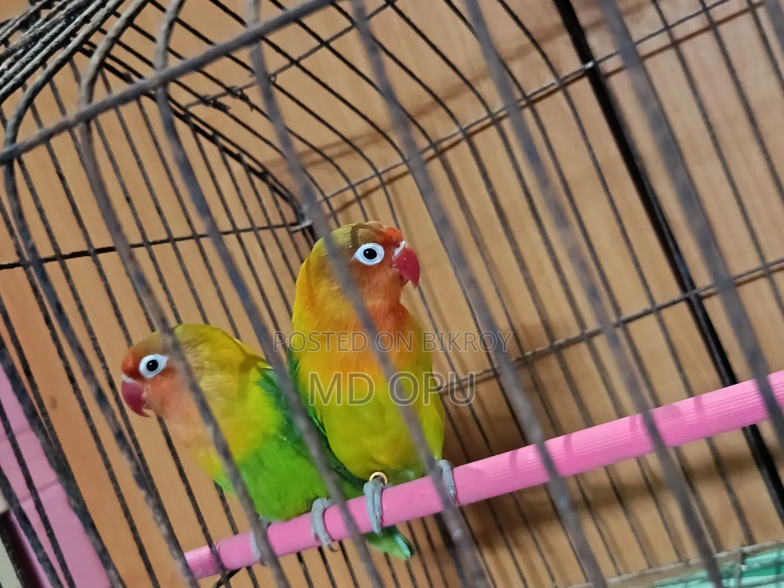 Green Opaline Love Bird