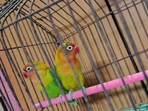 Green Opaline Love Bird