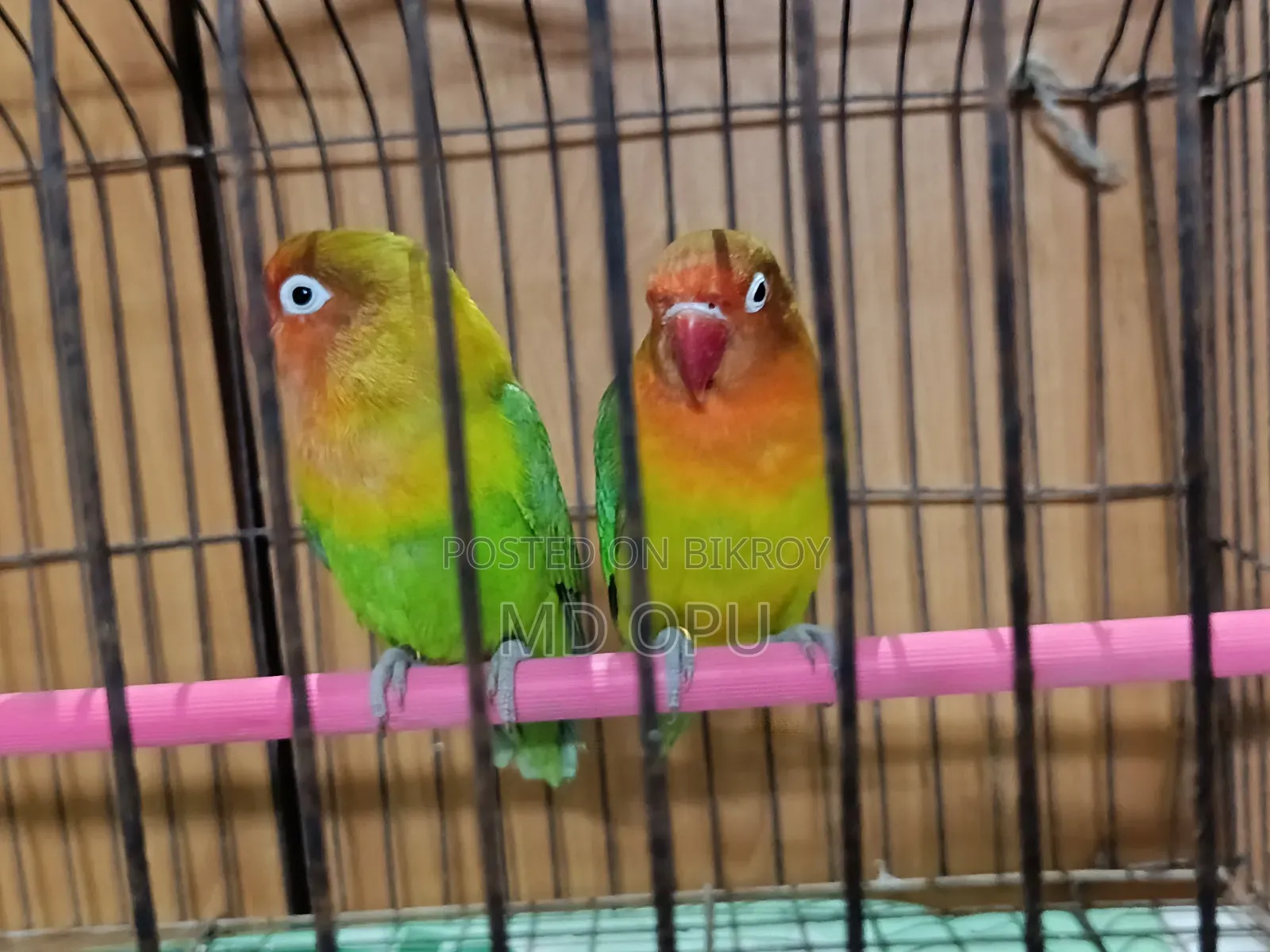 Green Opaline Love Bird