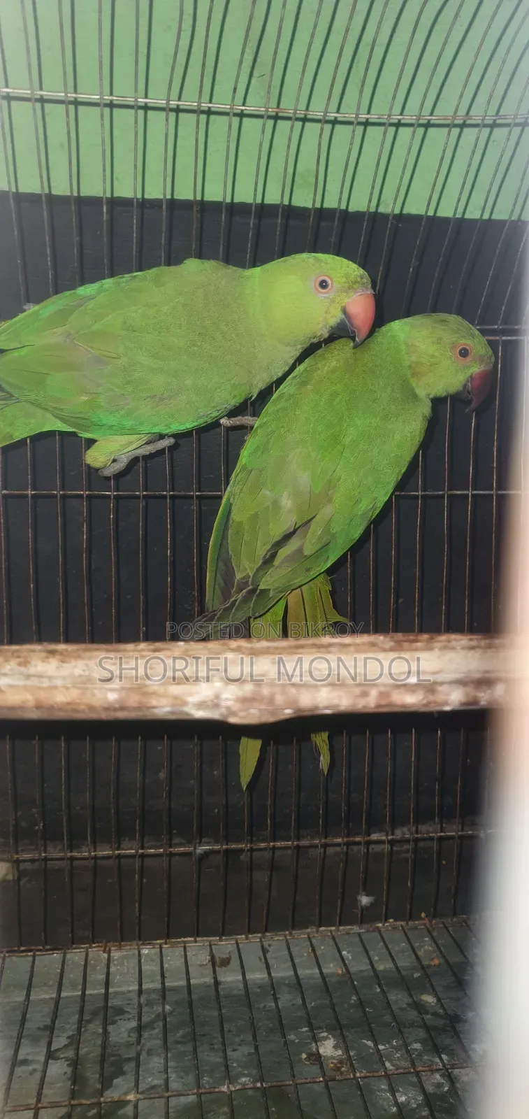 নিউ এডাল্ট