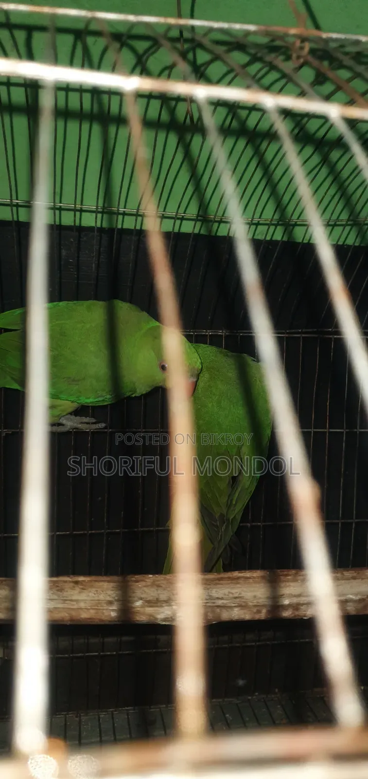 নিউ এডাল্ট