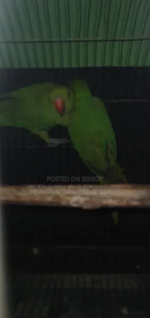 নিউ এডাল্ট