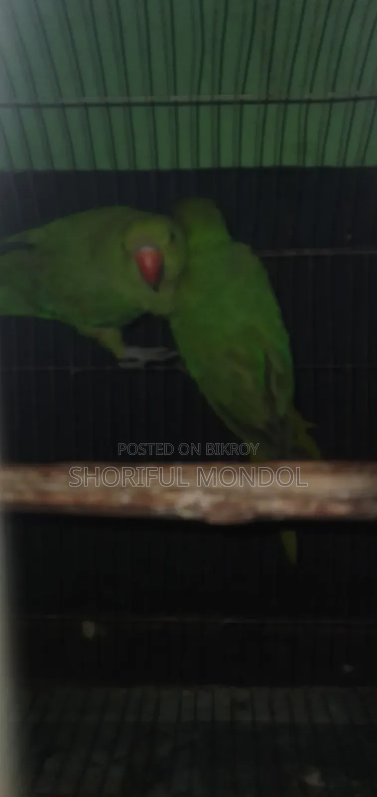 নিউ এডাল্ট