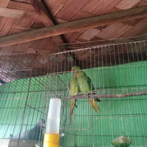 নিউ এডাল্ট