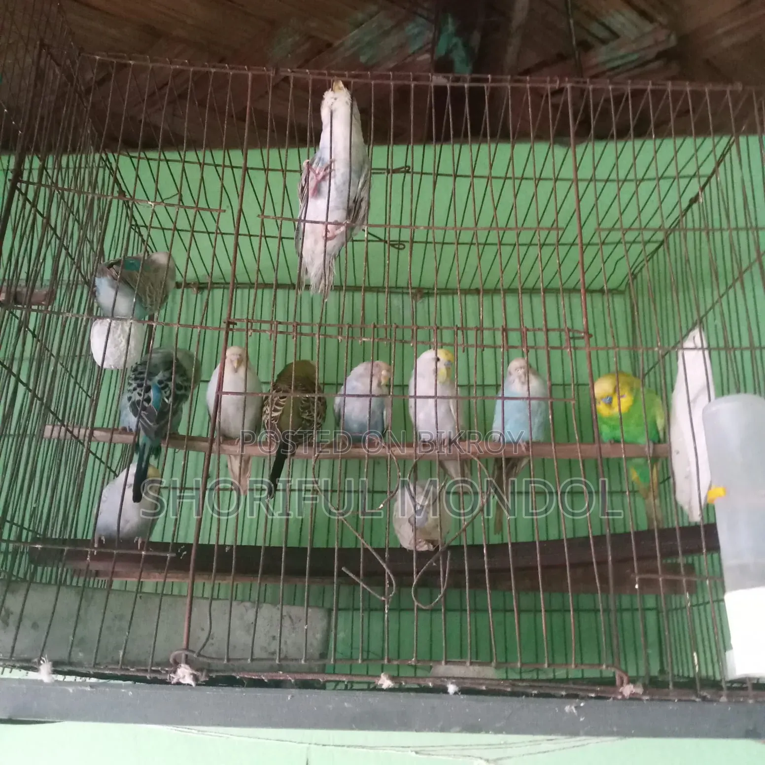 নিউ এডাল্ট