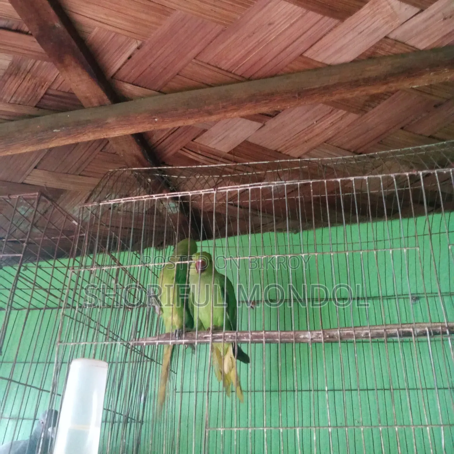 নিউ এডাল্ট