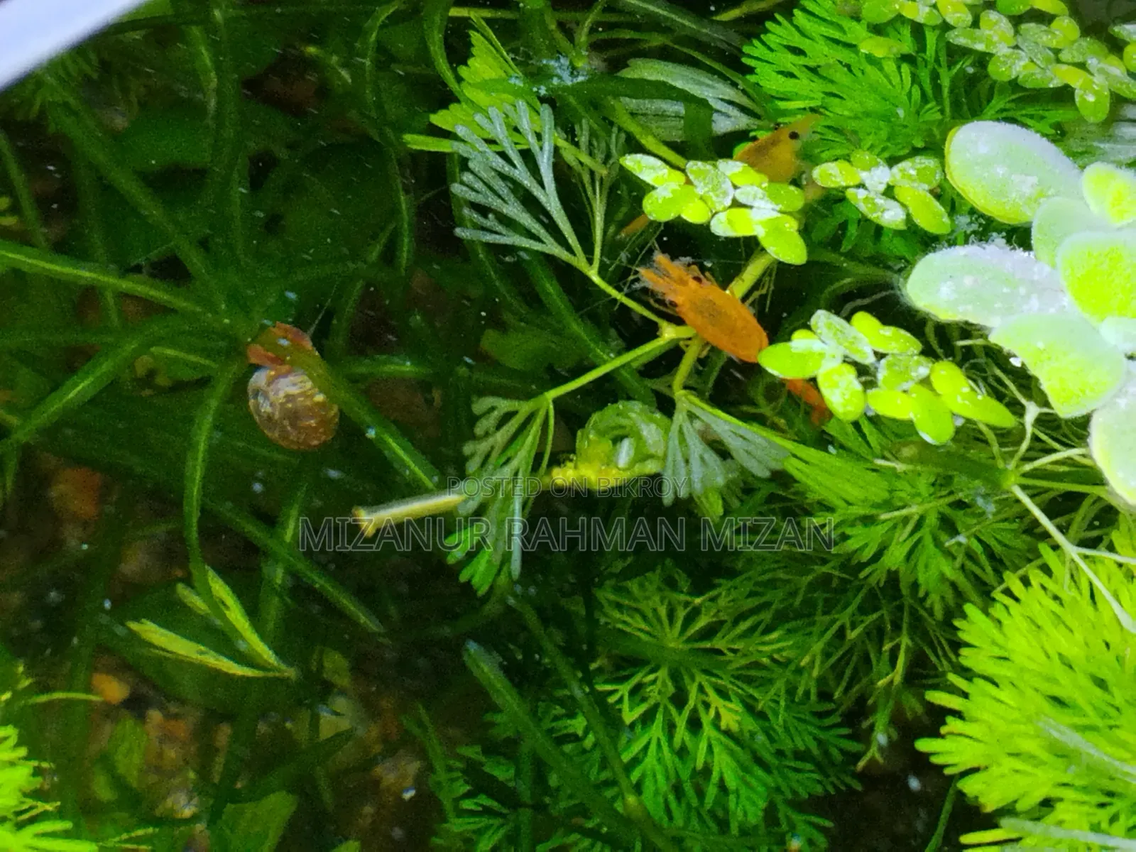 Ready Setup Pond