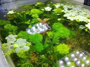 Ready Setup Pond