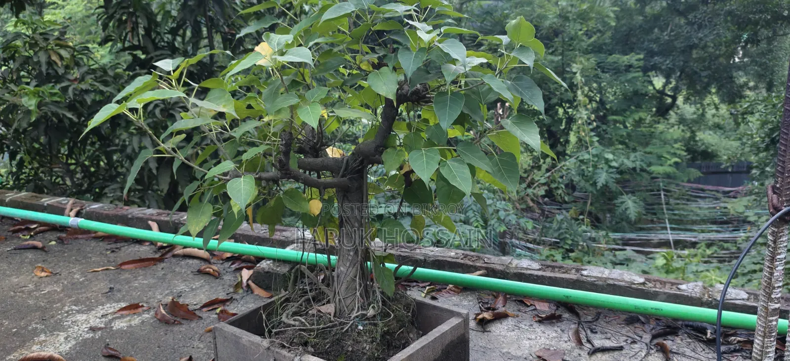 বনসাই ১৫ বছরের
