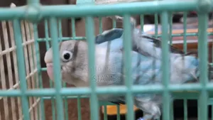 Love Bird Male