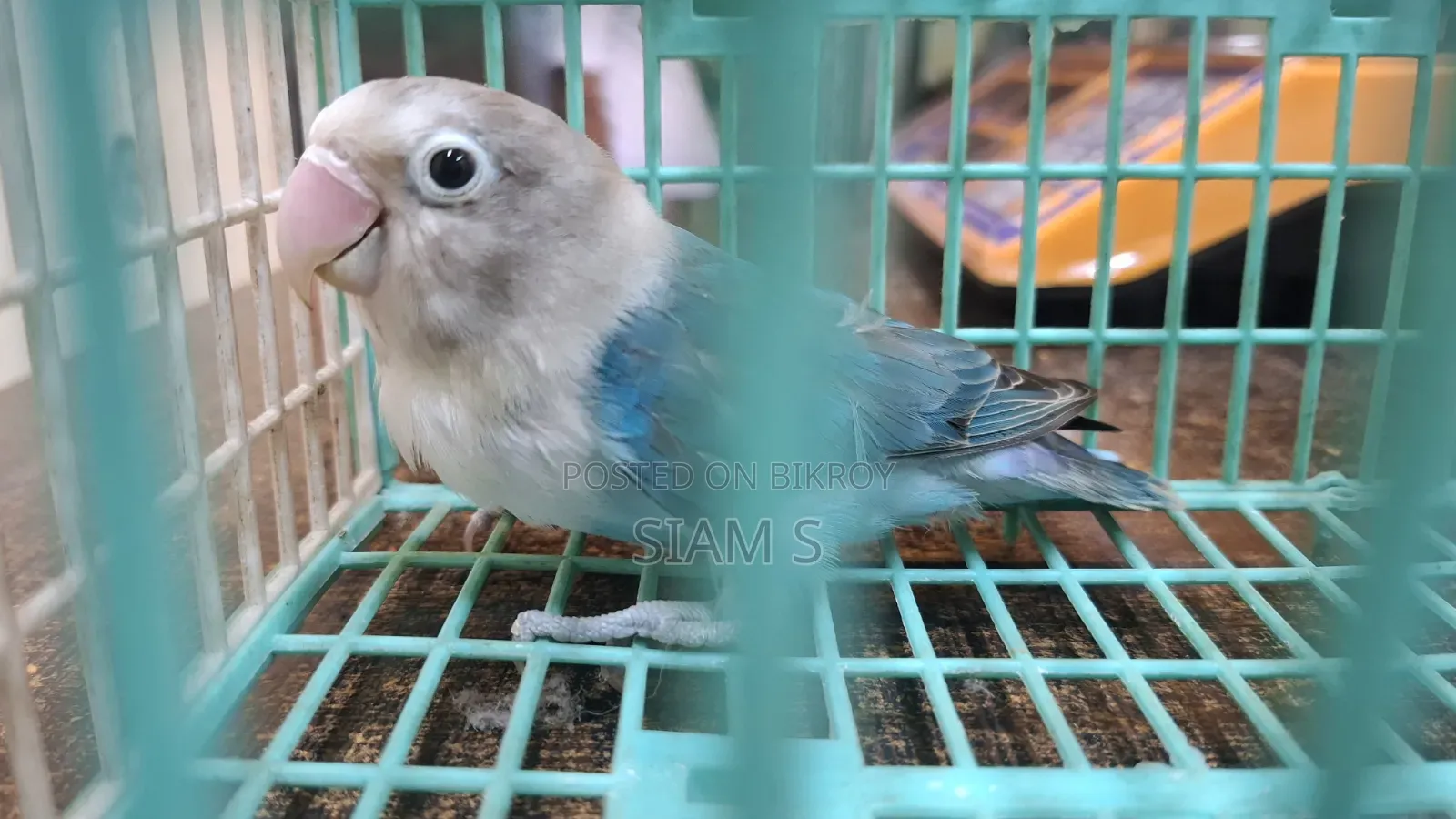Love Bird Male