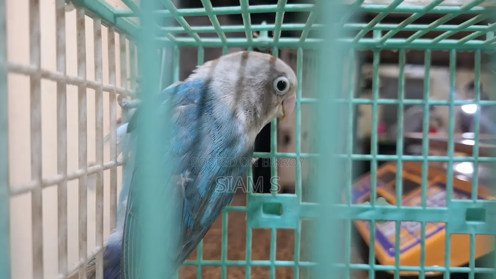 Love Bird Male