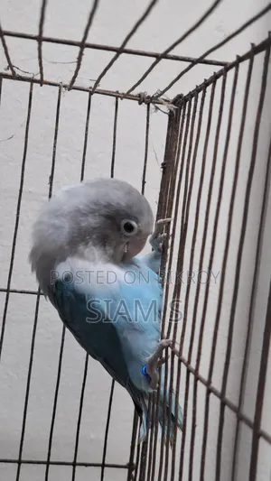 Love Bird Male