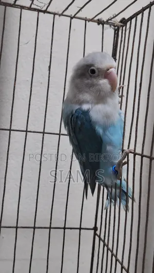 Love Bird Male