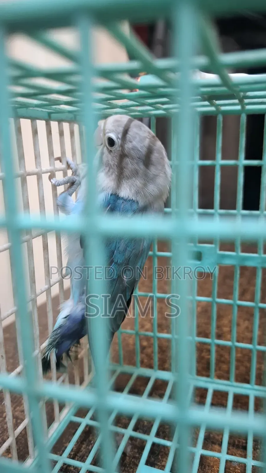 Love Bird Male