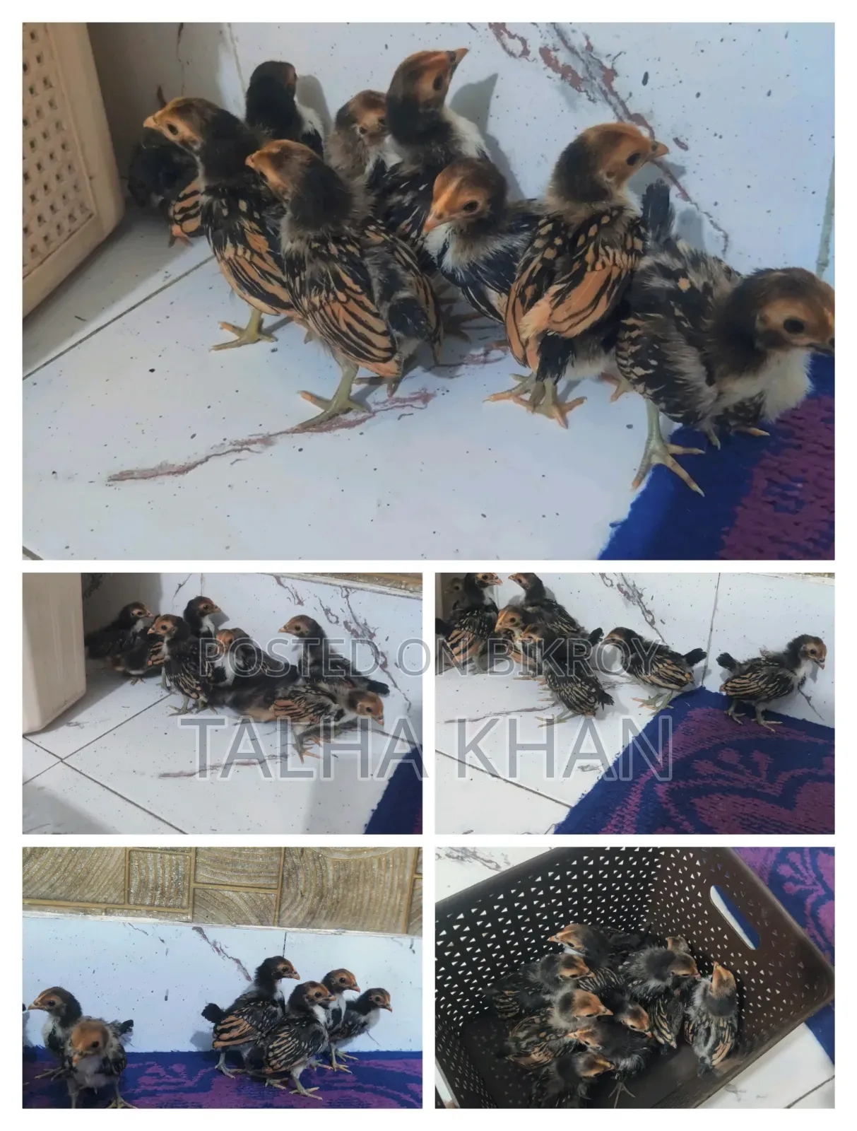 ✨গোল্ডেন সেব্রাইট মুরগির  ব্লুডিং কমপ্লিট করা বাচ্চা।