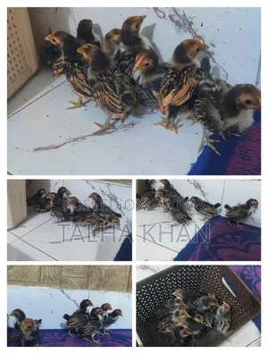 ✨গোল্ডেন সেব্রাইট মুরগির  ব্লুডিং কমপ্লিট করা বাচ্চা।