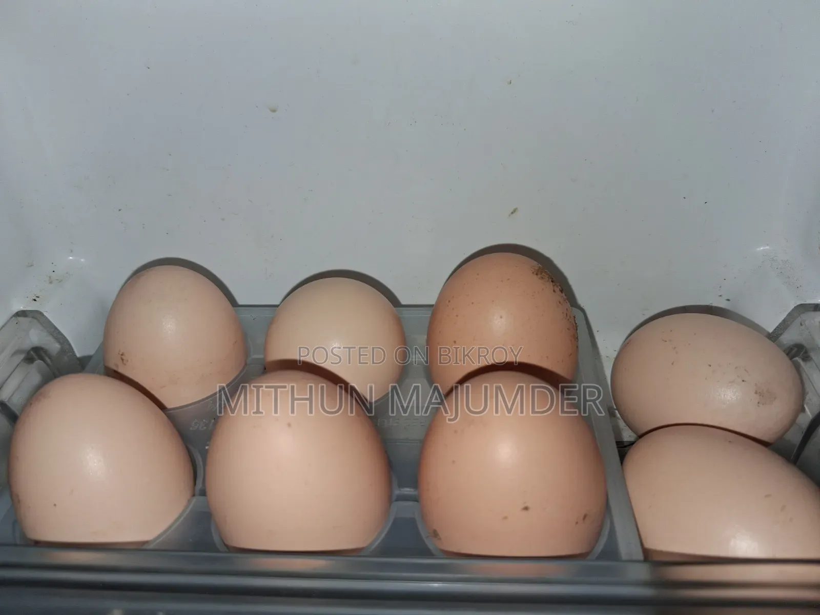 Brahma Hatching Egg